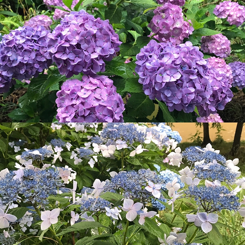 17.7.4 紫陽花2