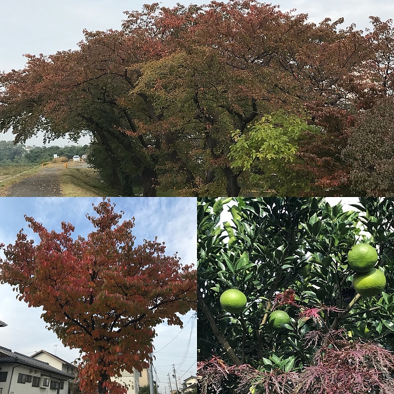 17.10.28 紅葉