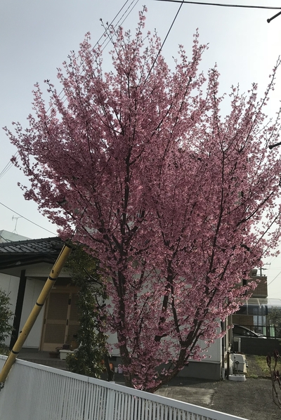18.3.29 桜？