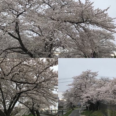 18.4.6 桜