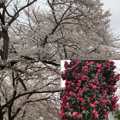 18.4.7 桜＆椿？