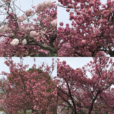18.4.17 桜