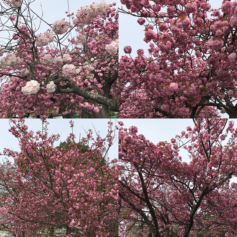 18.4.17 桜