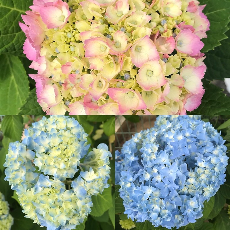 18.6.8 紫陽花