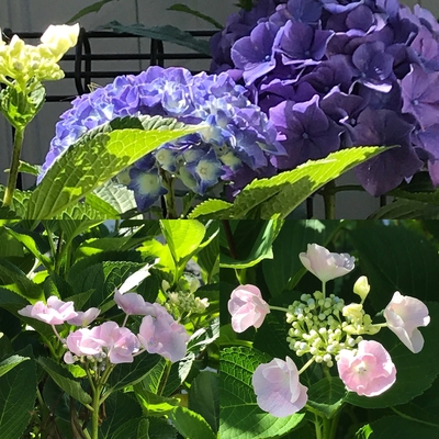 18.6.23 紫陽花