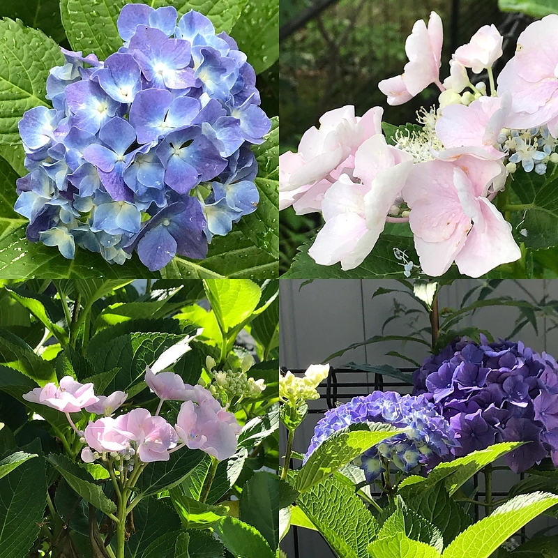 18.6.27 紫陽花