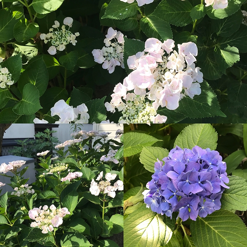 18.7.3 紫陽花