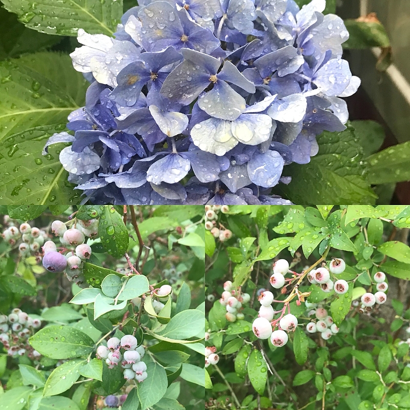 18.7.21 紫陽花