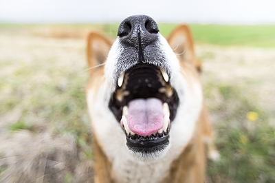 愛犬の吠え・咬み・唸りは「最後の叫び」｜郡山のドッグトレーナーが伝えたいこと
