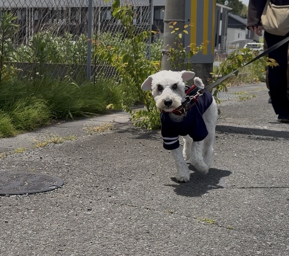 知らない人も犬もドキドキだけど今日は楽しい！