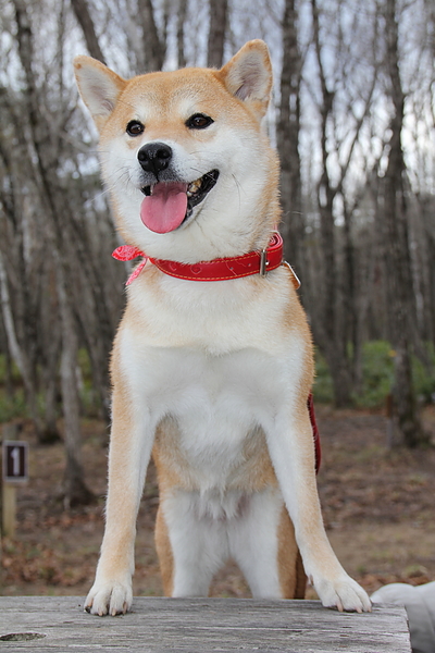 犬と人のコミュニケーション