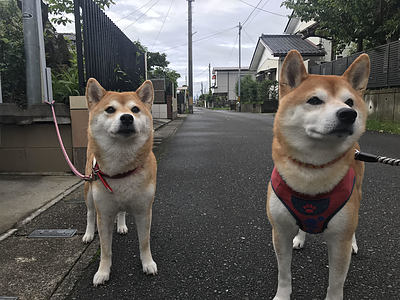 いぬといぬの社会