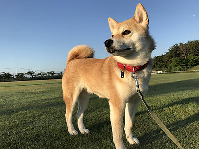 おおつき犬友会