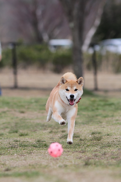 ドックランで遊ぼう