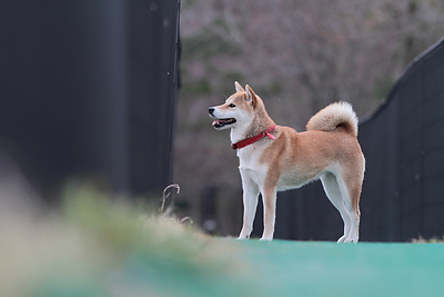 柴って　どんな犬？