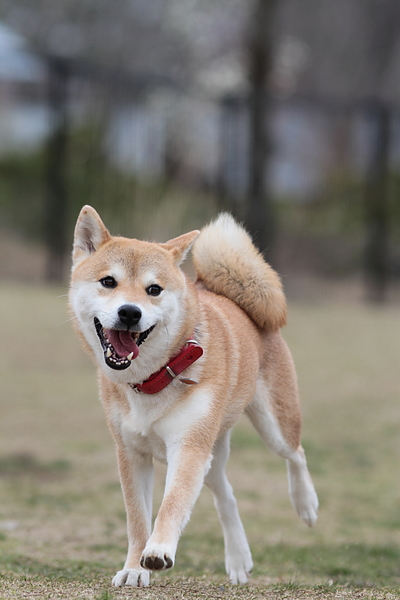 柴は頑固だから困ってから直すのは大変