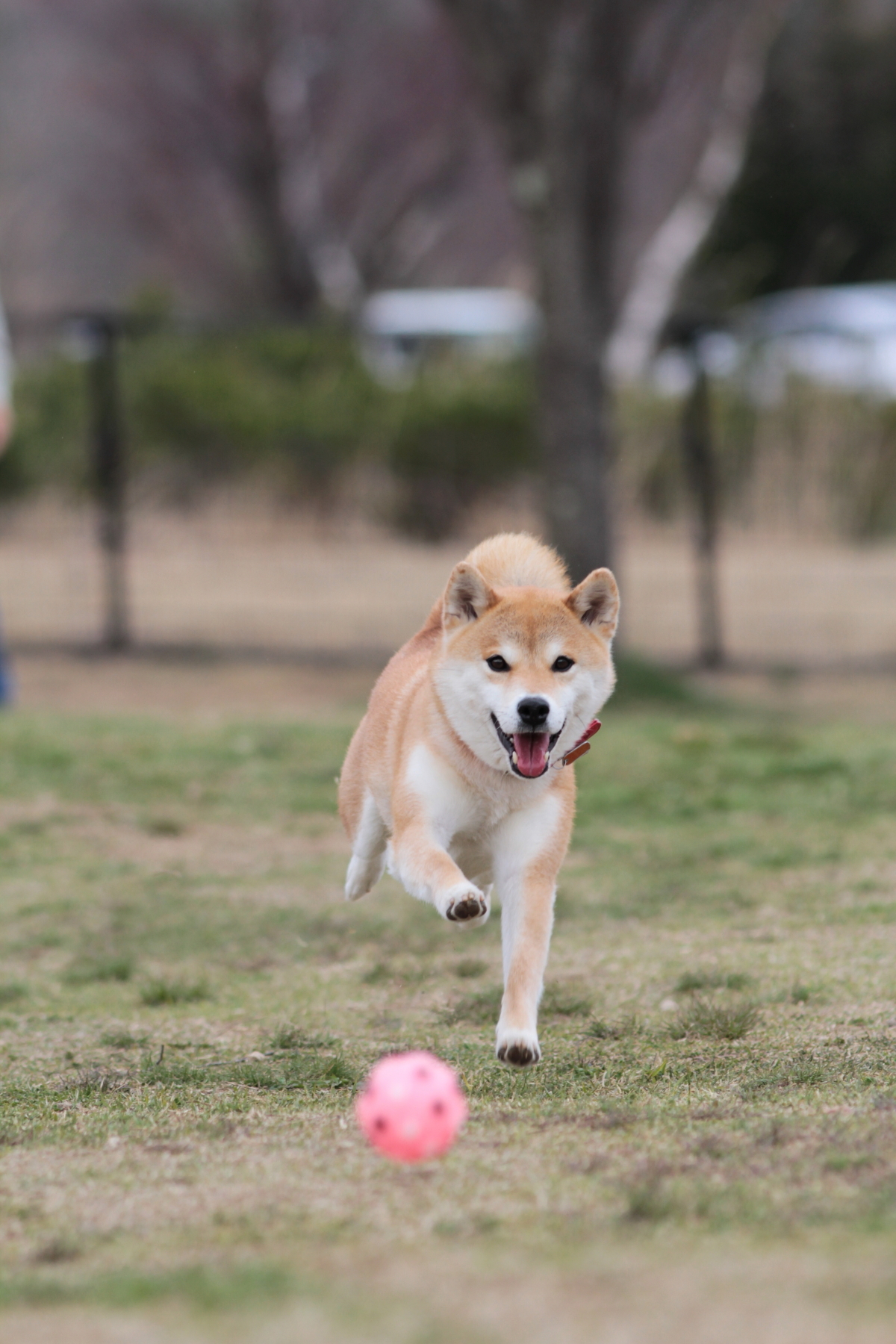 ボール投げっこ！のびのび走らせたい