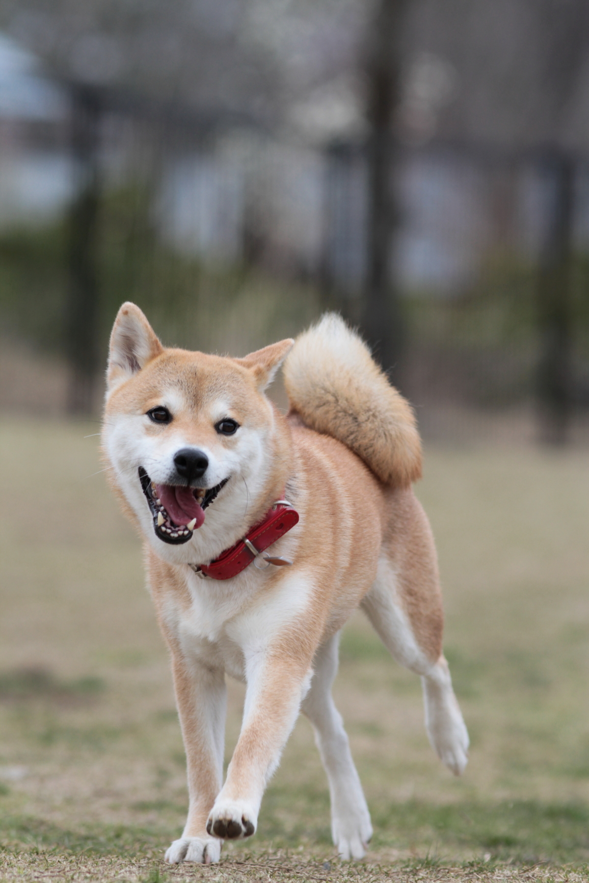 困る前からしつけを始めて予防しよう