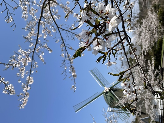 2022.4.12中庭にある風車と桜