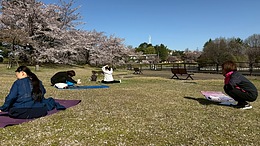 第11回モーニングヨガ講座を郡山市内の公園で開催します！