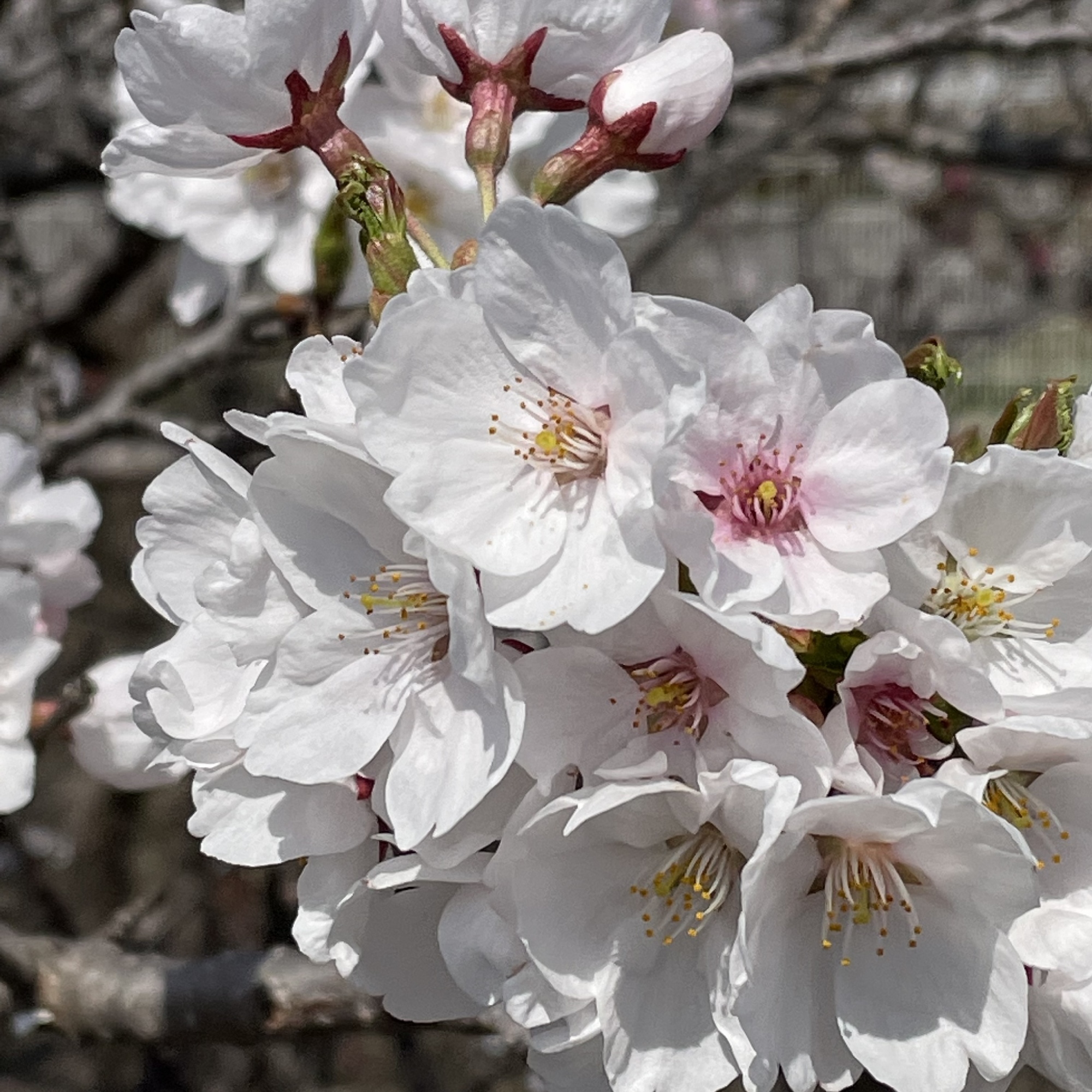 2022.4.12桜満開