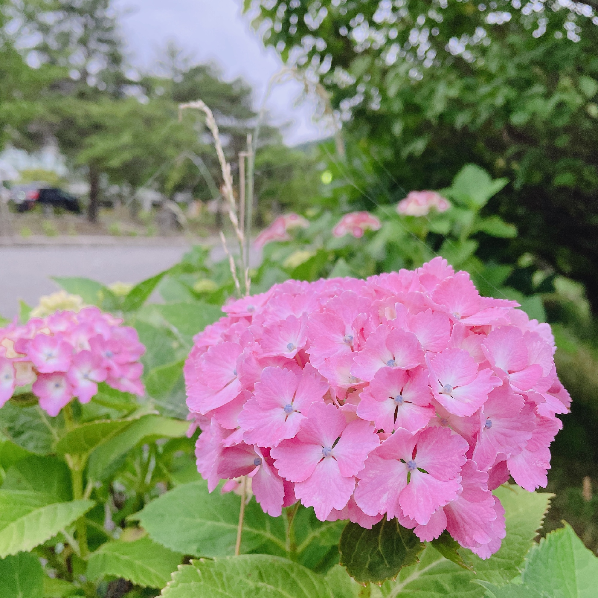 2022.6.22入り口から道路沿いの紫陽花