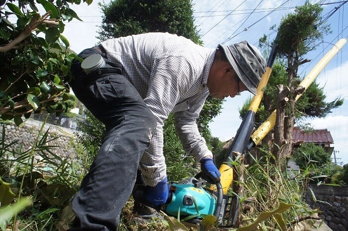 生垣撤去　チェーンソーによる伐採