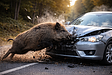 鹿や猪と衝突!野生動物との事故は保険が下りない?高額修理を乗り切るプロの裏技