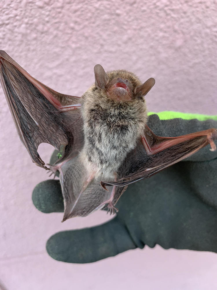 八高崇 やこうたかし