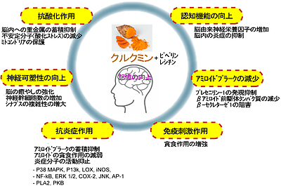 米国で市販されている「記憶力を高める」サプリの有効性