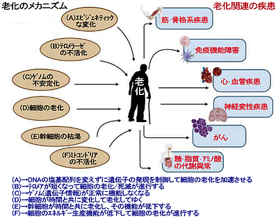 クルクミンで老化を遅らせ若々しく健やかな後半生を過ごしてみませんか？