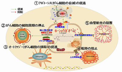 生姜の「ショウガオール」にはがん予防効果と抗がん剤との相乗効果があります！