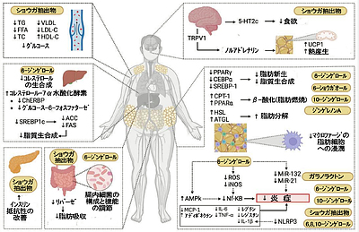 ショウガは腸内細菌叢を調節して肥満や肥満による合併症を防ぎます！