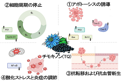 チモキノンはがんの予防だけでなく、化学療法や放射線療法の補助食としても有望