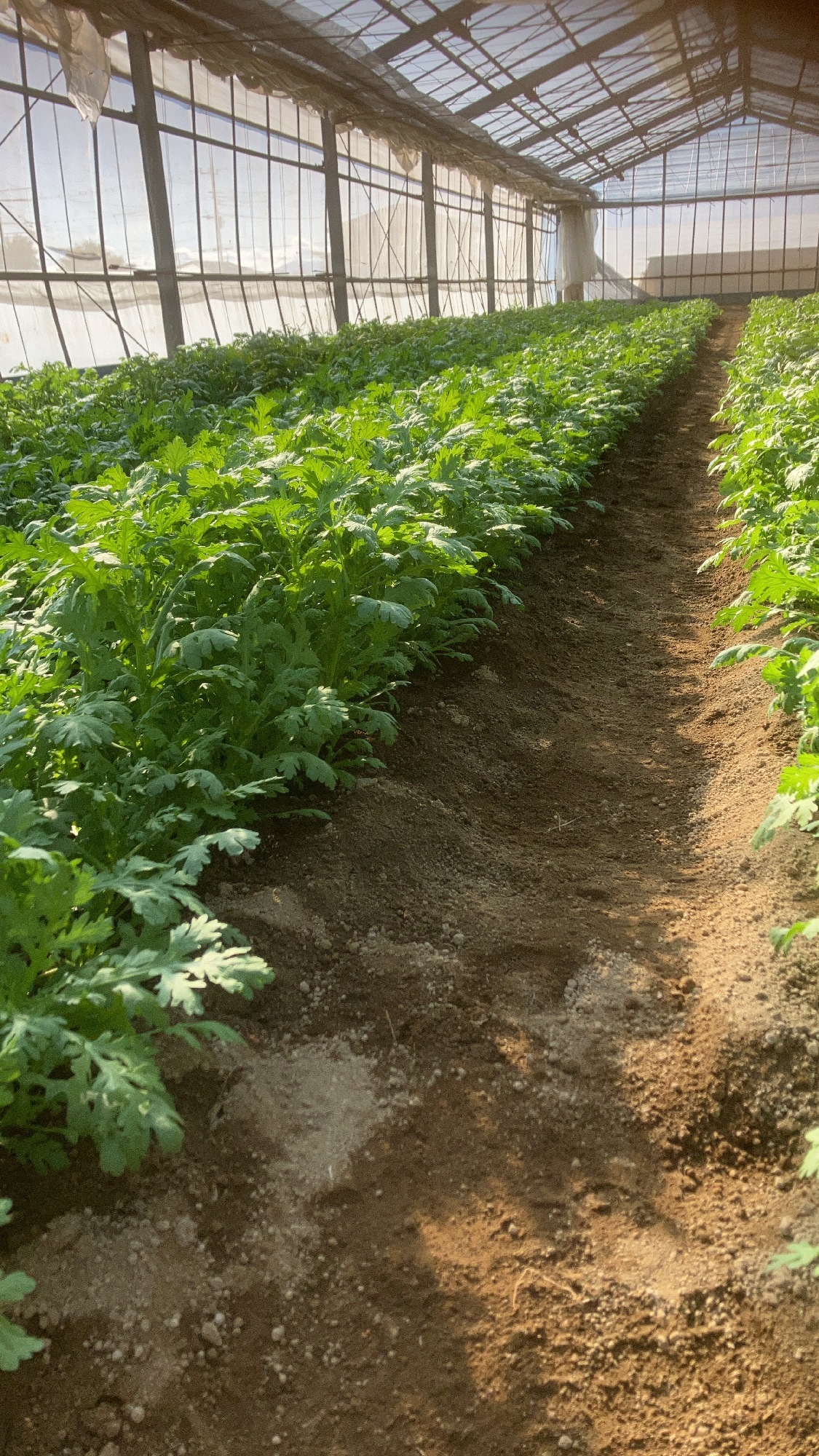 春菊＠上沖ハウス2