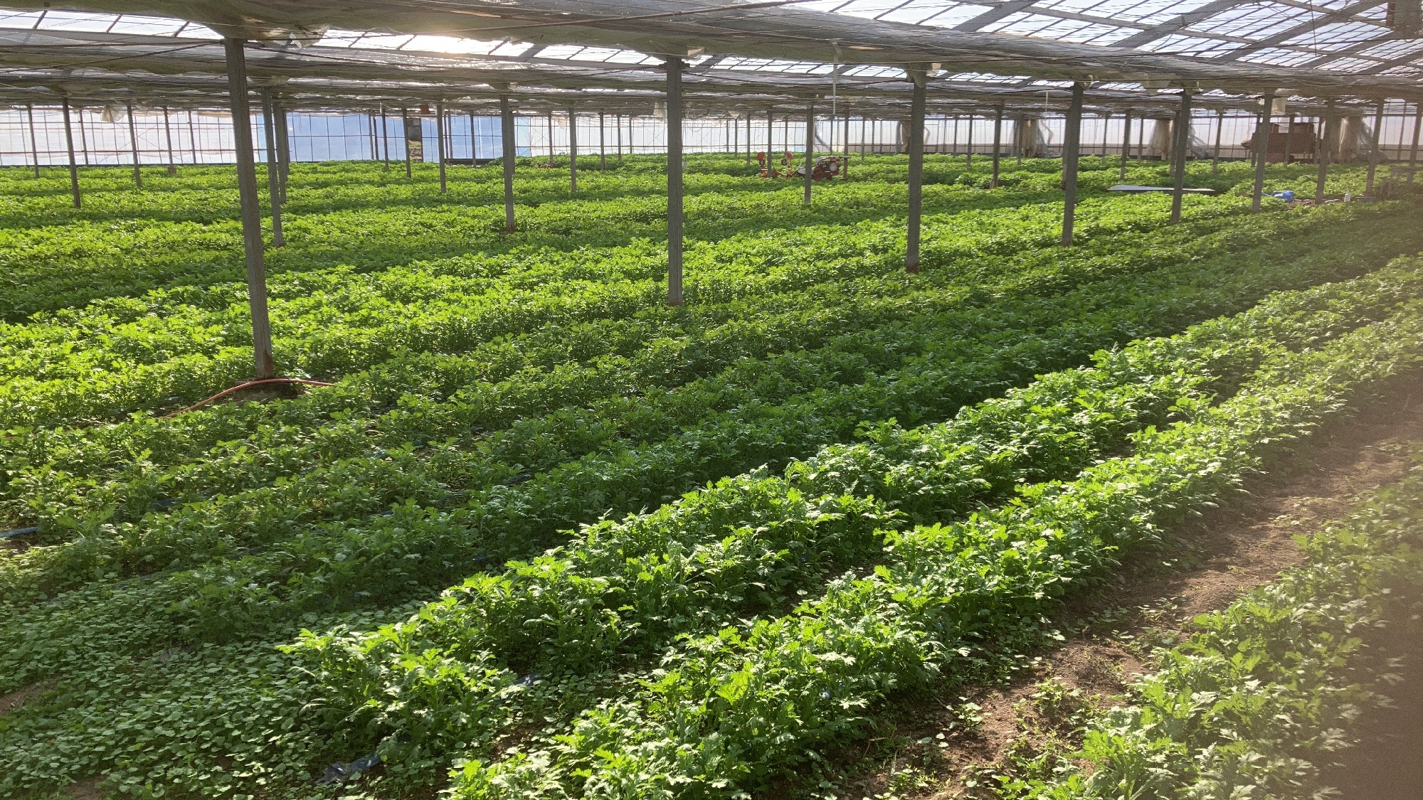 春菊＠上沖ハウス1