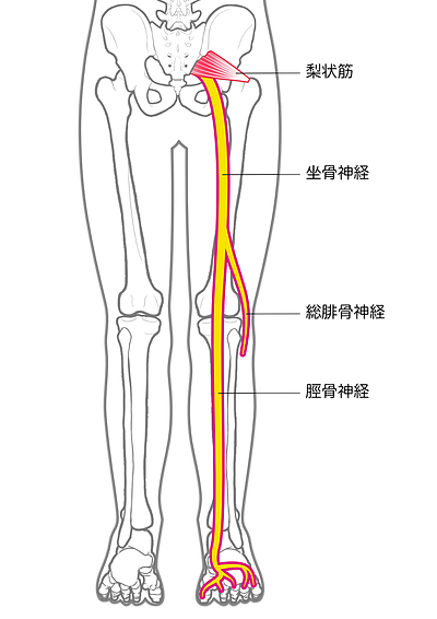 慢性腰痛・坐骨神経痛を和らげたい方へ