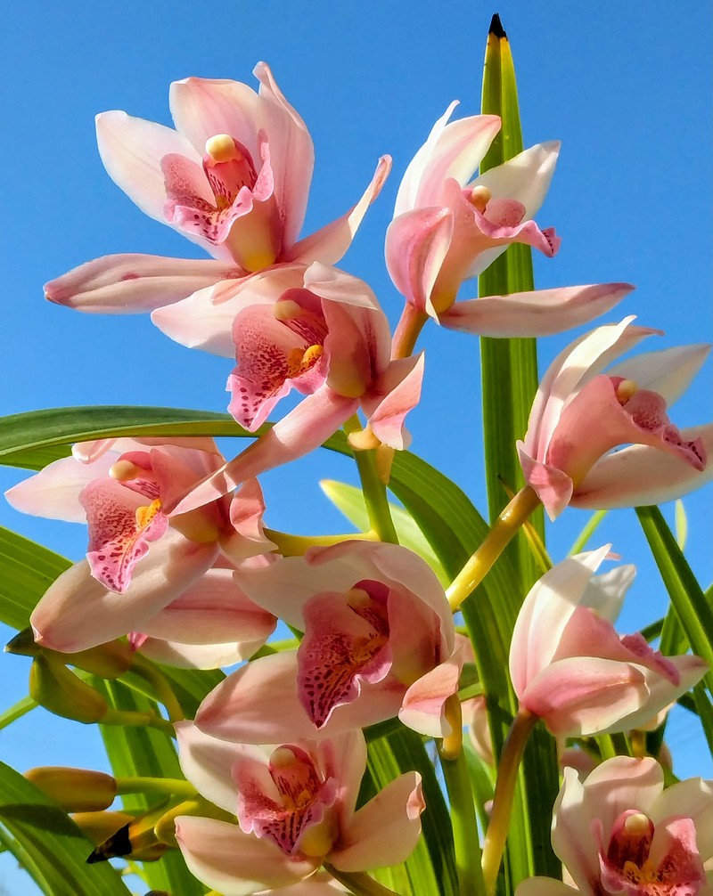 今年も咲きました!我が家のシンビジウム 今年も咲きました!我が家のシンビジウム