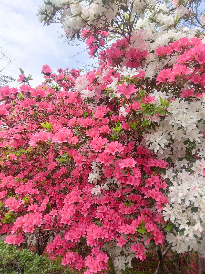 散歩道で出会ったツツジ