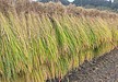 秋に感じるリズムの心地よさ
