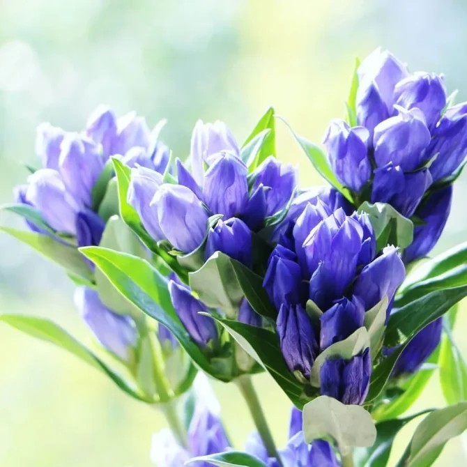 リンドウ リンドウ