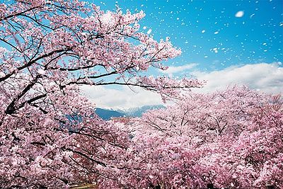 「青色申告特別控除の見直しポイントと今後」　ニュース3月号