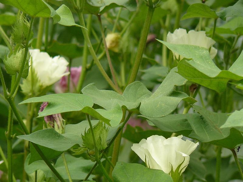 綿の花