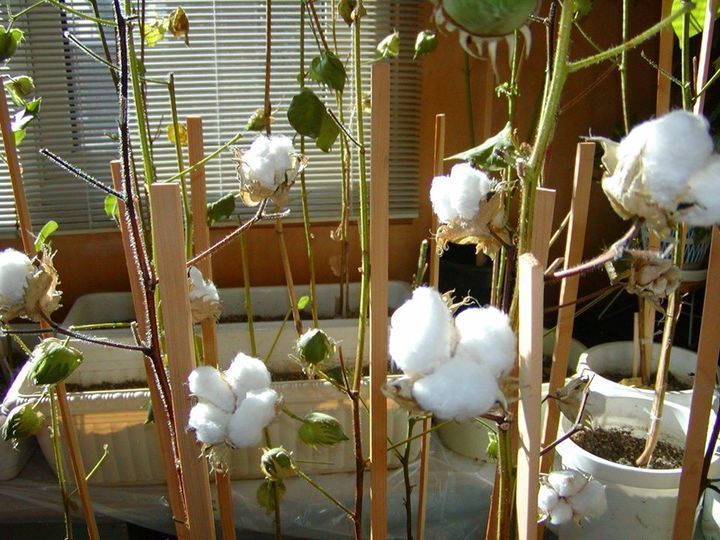 はじめての綿づくり 感動の瞬間 綿花の栽培 日和和枝 マイベストプロ北海道