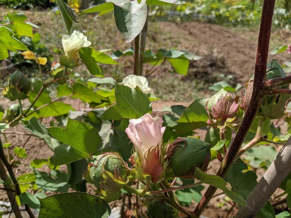 おたる綿の露地植えとハウス植えの違い 綿花の栽培 日和和枝 マイベストプロ北海道