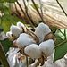 栽培が難しいとされていた～北海道の綿花