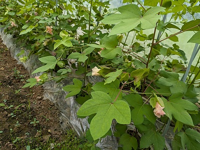 北海道で栽培している「おたる綿」を見学をしませんか？