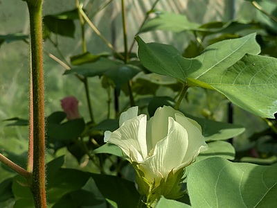 おたる綿～ハウス植えと露地植えの生長