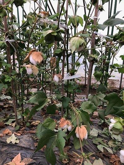 北海道各地に広がる綿花。。