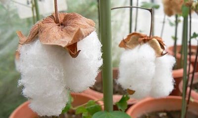 【2026年、綿花栽培をしてみませんか？】